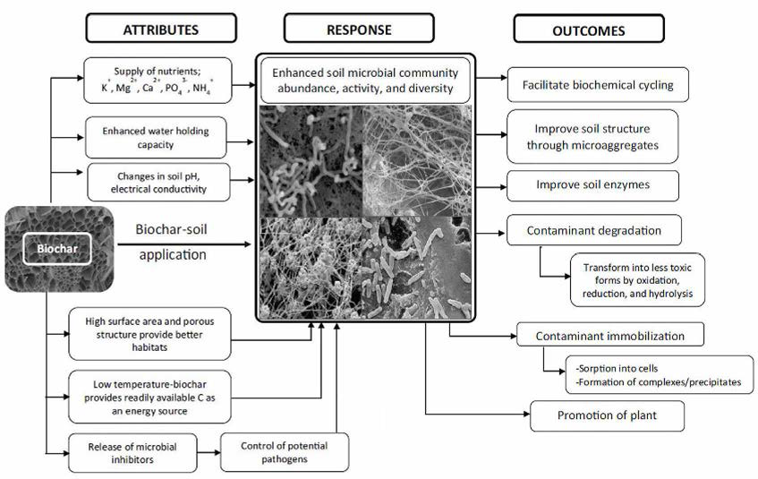 Biochar가 토양에 미치는 긍정적인 영향에 대한 도식도 [Biochar 1 (2019) 3]