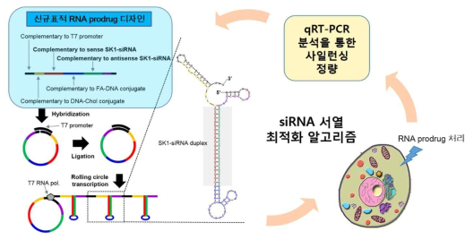 최적의 siRNA 서열을 찾기 위한 알고리즘 모식도