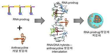 RNA prodrug의 항암화학제 loading 방법 및 RNA prodrug/항암화학제 복합체 모식도