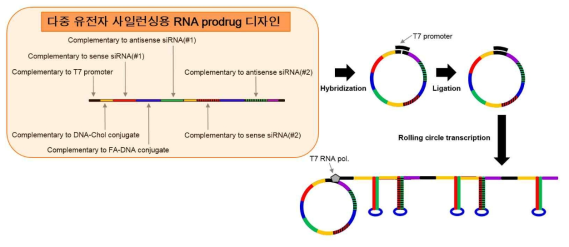 다중 유전자 사일런싱용 RNA prodrug 제조가 가능한 RCT 디자인 모식도