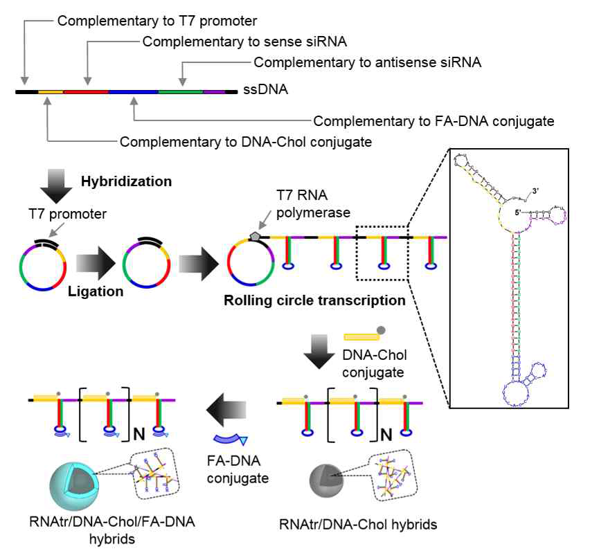 RCT 반응을 이용한 RNA 나노파티클 전달체의 모식도