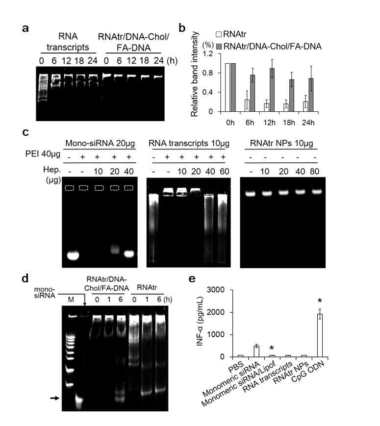 RNA 나노파티클의 우수한 생체 안정성 및 면역안정성