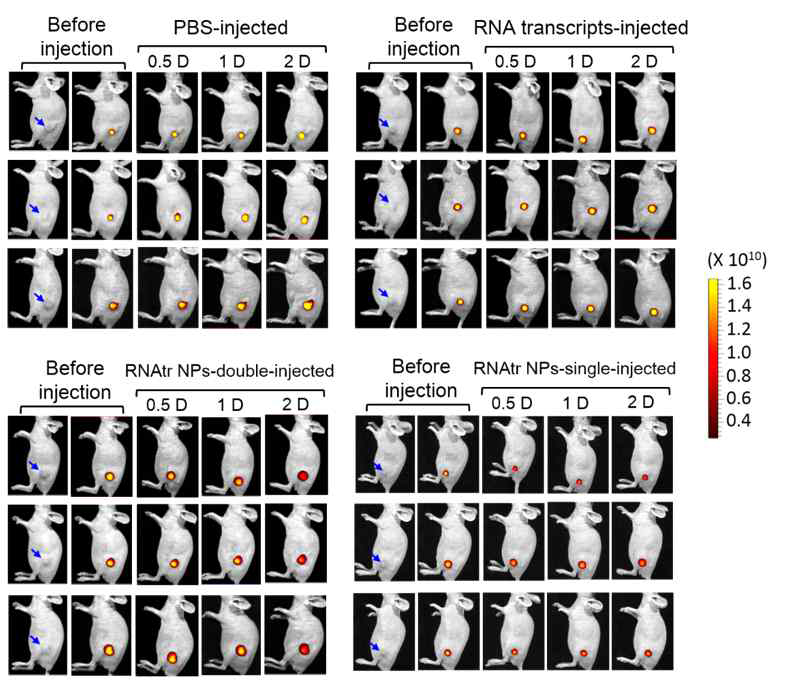 in vivo RFP 유전자 사일런싱의 효과 비교. (PBS-처리된 마우스 군, RNA transcripts-처리 된 마우스 군, RNA 나노파티클-처리된 마우스 군 (double I.V.), RNA 나노파티클-처리된 마우스 군 (single I.V.)