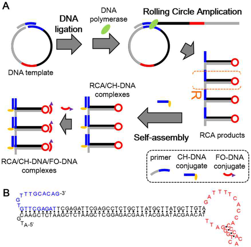 (A). DNA 나노입자가 가능한 RCA 반응용 DNA template 및 DNA 나노입자 제조 공정 모식도, (B). hairpin DNA 의 2 차원 구조 시뮬레이션