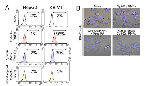 flow cytometry와 형광현미경을 이용한 two-in-one RCT 나노입자의 folate 수용체 의존적 암 선택적 결합성능 및 세포투과 능력