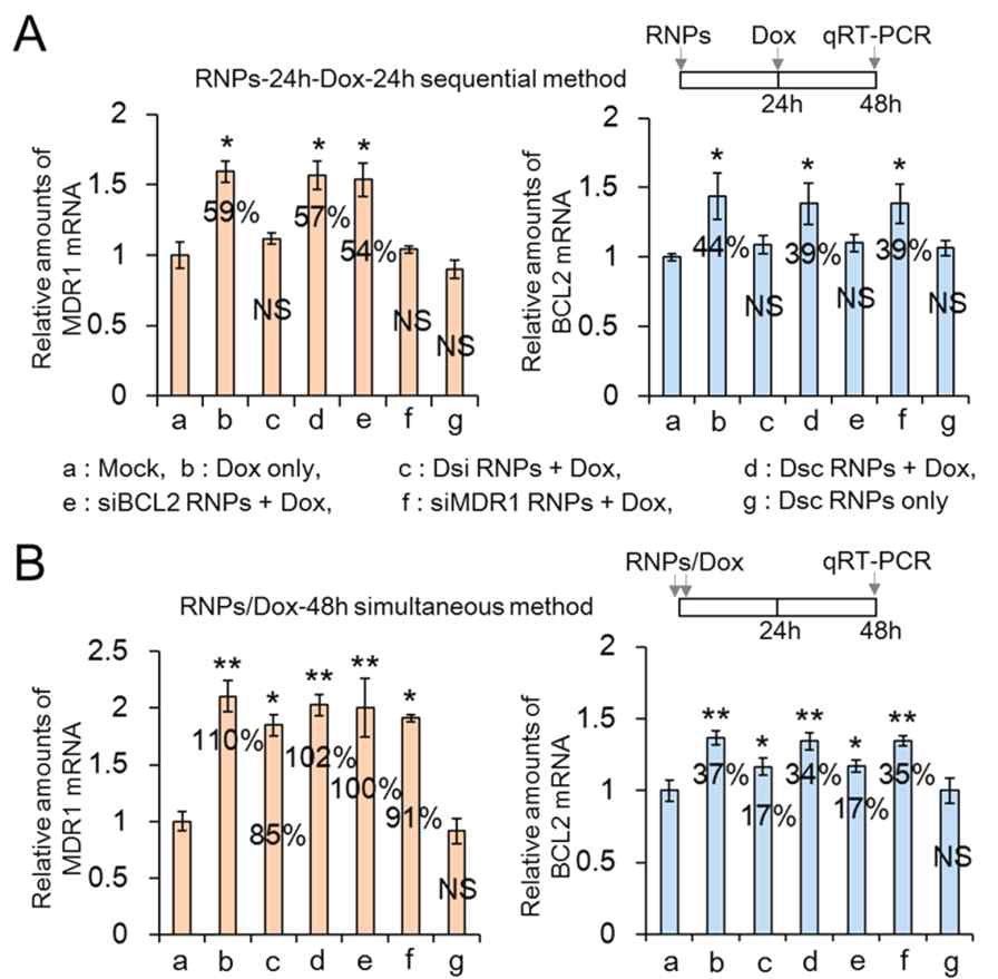 순차적인 two-in-one RNA 나노입자와 Dox 처리를 받은 항암내성 자궁경부암 암세포에서의 항암내성 관련 유전자 MDR1 및 BCL2의 mRNA 증가 억제를 보여주는 qRT-PCR 결과