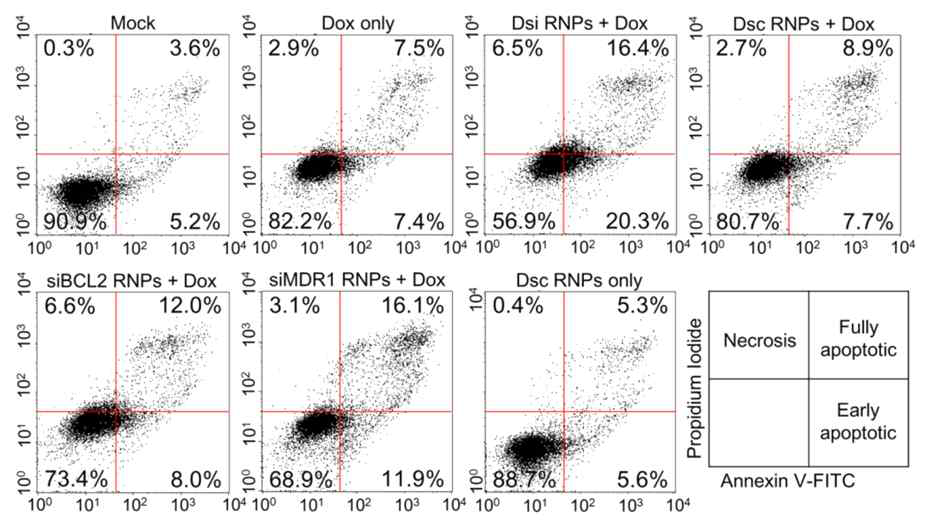 순차적인 two-in-one RNA 나노입자와 Dox 처리를 한 항암내성 자궁경부암 암세포에서의 세포사멸 및 세포괴사 유도의 증가. 대조군으로 항암제 단독처리