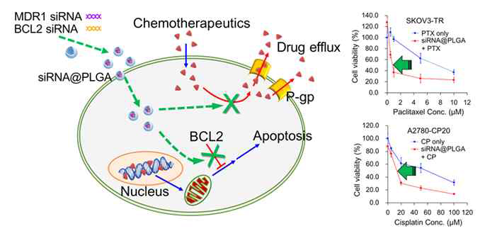 항암내성유전자의 동시 억제를 통한 항암 내성암의 치료효과 향상 모식도