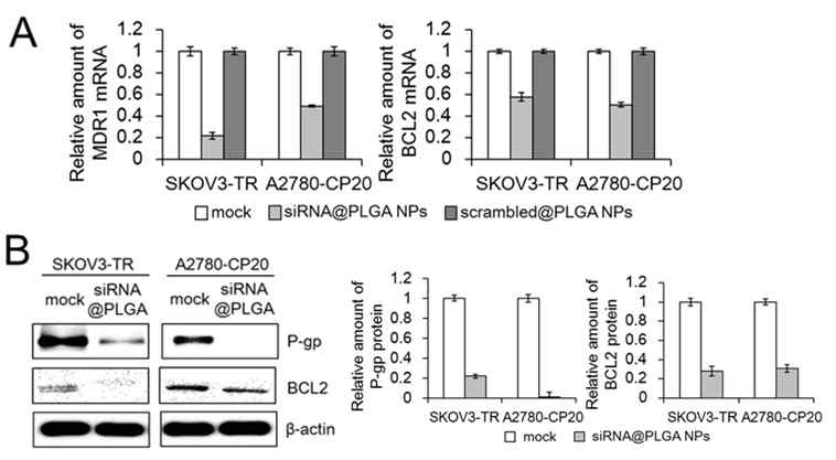 qRT-PCR (A) 및 western blotting (B)을 이용하여 항암내성 난소암세포주에서 siRNA@PLGA 나노파티클에 의한 MDR1 및 BCL2 유전자 발현억제 정량화 결과