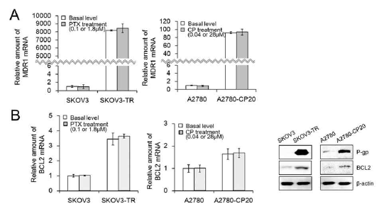 (A). drug-sensitive SKOV3 및 drug-resistant SKOV3-TR 난소암세포 각각에서 관찰되는 약물배출 유전자 MDR1 (A) 및 세포사멸 방어 유전자 BCL2 (B)의 높은 발현량 차이점