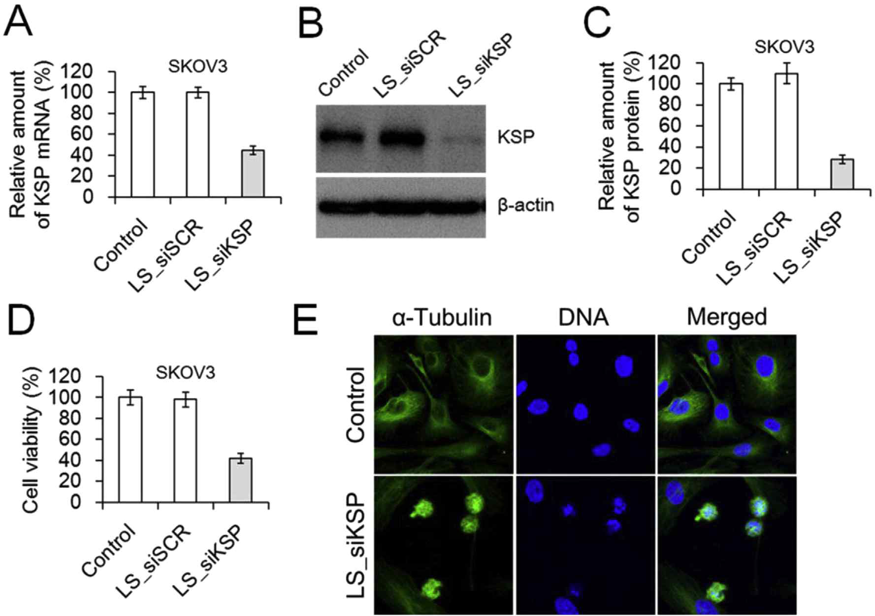 LP_siKSP lipoplexes가 관여하는 유전자 사일런싱에 의한 효과적인 KSP mRNA (A) 및 단백질 감소 결과 (B, C), MTT assay를 이용한 LP_siKSP lipoplexes의 세포독성 결과 (D), LP_siKSP lipoplexes-transfected SKOV3 세포에서의 불완전한 spindle arrangement를 보여주는 confocal fluorescence microscoptic image (E)