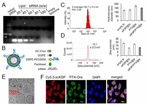 siKSP/PTX@lp의 생물리화학적 특성 분석. (A) gel retardation assay for determination of complexing ratio of lipid and siKSP, (B) schematic diagram of liposomes loaded with siKSP and PTX, (C) hydrodynamic diagram of siKSP/PTX@lp on DLS analysis, (D) Zeta potential of siKSP/PTX@lp, (E) TEM images of siKSP/PTX@lp, (F) Confocal fluorescence microscopic images of Cy5.5-scKSP/PTX@lp