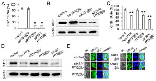 (A) Reduction of KSP mRNA in the siKSP/PTX@lp- and siKSP@lp-treated HeyA8-MDR cells, (B) Western blotting images showing the reduction of KSP expression in the HeyA8-MDR cells treated with siKSP@lp or siKSP/PTX@lp for 48 h. (C) The relative Kif15 mRNA levels in the HeyA8-MDR cells treated with PBS (control), scKSP@lp, siKSP@lp, or siKSP/PTX@lp for 48 h were measured by qRT-PCR. (D) Western blotting images showing the reduction of Kif15 expression in the HeyA8-MDR cells treated with free PTX, PTX@lp, or siKSP/PTX@lp for 48 h. (E) Confocal microscopic images showing the formation of monoastral microtubules in the HeyA8-MDR cells treated with siKSP/PTX@lp, PTX@lp, or siKSP@lp for 48 h