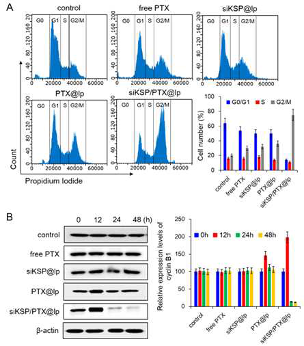 (A) Analysis of cell cycle arrest using flow cytometry 48 h post-treatment. (B) Effects of siKSP and PTX on the expression of cyclin B1 in HeyA8-MDR cells. Cells were treated with PBS (10 μM), scrambled scKSP@lp (equivalent to 50 nM siKSP), siKSP@lp (equivalent to 50 nM siKSP), or siKSP/PTX@lp (equivalent to 50 nM siKSP and 2000 nM PTX) for various time-periods ranging zero to 48 h. Next, the cells were lysed and equal amounts of lysate samples were resolved on SDS-PAGE