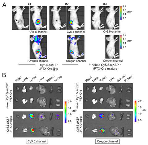 In vivo biodistribution studies of siKSP/PTX@lp. (A) Near-infrared fluorescence (NIRF) images of intravenously injected Cy5.5-siKSP/PTX-Ore@lp (corresponding to PEGylated cationic liposomes loaded with Cy5.5-labeled siKSP and Oregon-labeled paclitaxel) in HeyA8-MDR xenograft mice (#1 and #2). 24 h after injection, each fluorescence signals of Cy5.5-siKSP and PTX-Ore were monitored in a Cy5.5 and Oregon fluorescence channel, respectively to track the whole body biodistribution of Cy5.5-siKSP/PTX-Ore@lp. (B) Ex vivo NIRF images of excised major organs and tumors from #1 and #3 mouse 24 h after injection