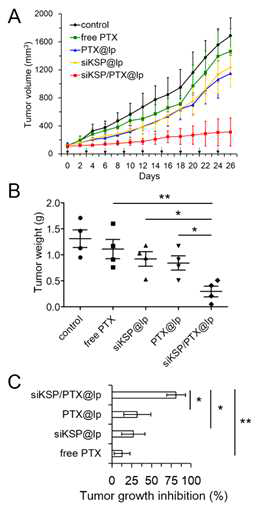 Antitumor effects of siKSP/PTX@lp in HeyA8-MDR xenograft mice. (A, B) The tumor-bearing mouse groups were intravenously injected with PBS (control), free PTX, siKSP@lp, PTX@lp, or siKSP/PTX@lp for a total of nine times (corresponding to injections every three days). Tumor volumes were measured to monitor tumor growth at the specified time point (A). Tumors were excised at the end of experiment (corresponding to 26 days after the first injection) and their weights were measured (B). (C) Tumor growth inhibition (TGI) of injected mice groups. TGI was calculated as 100% × (TvolControl – TvolTreatment)/TvolControl, where Tvol = final tumor volume – initial tumor volume