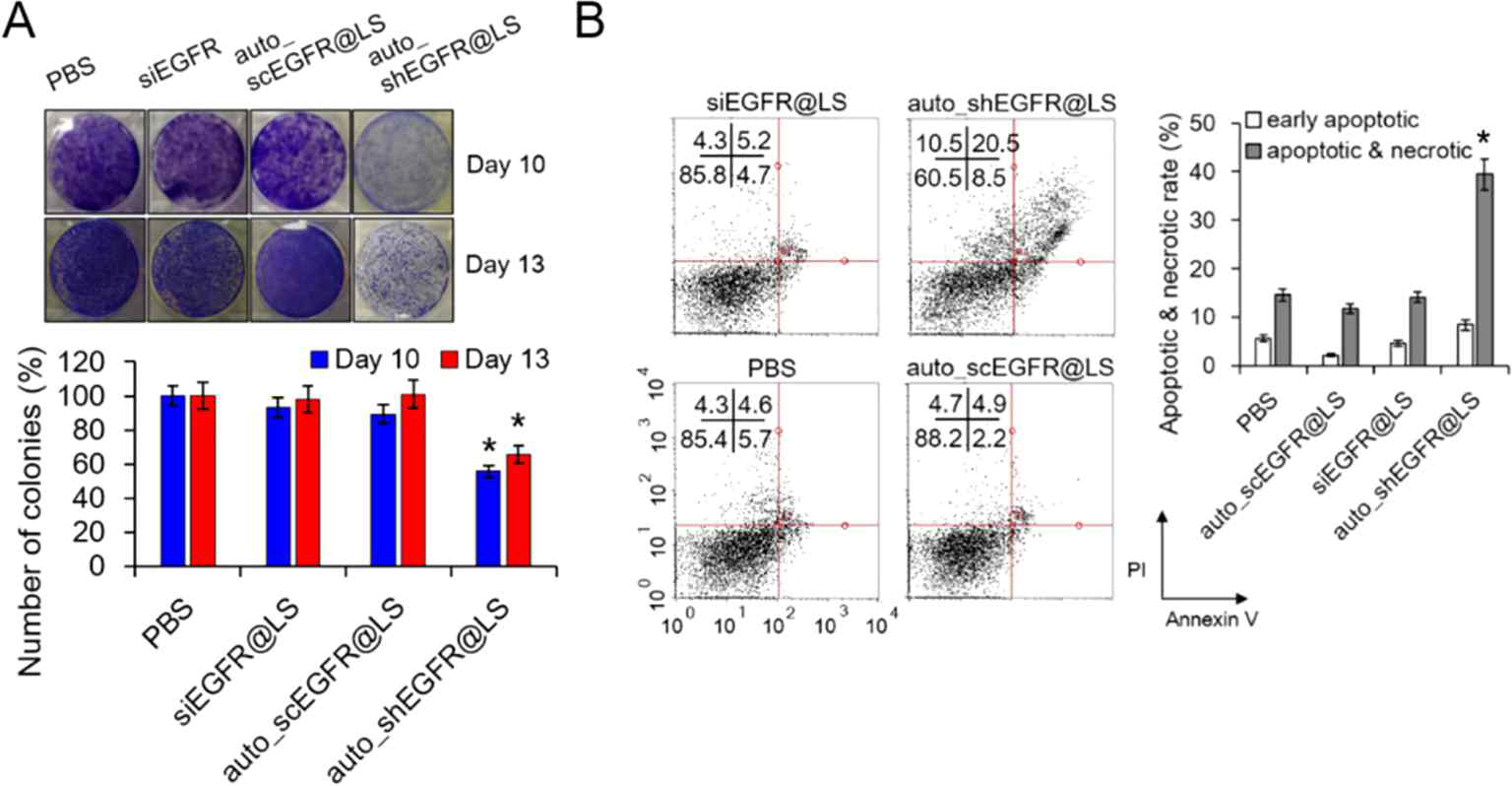 A; SKOV3 암세포에 ARA 증폭시스템을 transfection한 후, 10일 혹은 13일 시간이 경과한 뒤 세포의 clonogenicity를 조사하였을 때, auto_shEGFR@LS 시스템은 효과적으로 세포의 clonogenicity를 억제하였으나 대조군인 합성 siEGFR를 처리한 세포에서는 이러한 장기간에 걸친 억제효과를 관찰할 수 없었음 B; SKOV3 암세포에 ARA 증폭시스템을 transfection하고 10일 후에 FACS를 이용하여 세포사멸을 조사하였을 때, auto_shEGFR@LS 시스템은 39.5%의 세포사멸을 유도한 반면, 합성 siEGFR (siEGFR@LS)을 처리한 세포는 14.2%의 세포사멸을 유도하였음. 즉, 10일이상의 장기간에 걸쳐 auto_shEGFR@LS 시스템이 효과적으로 세포 분열을 억제할 뿐 아니라 세포사멸을 실질적으로 유도함을 검증하였음