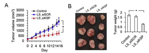 LP_siKSP lipoplexes의 우수한 antitumor effect (A, B)