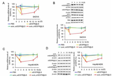 합성 EGFR siRNA 보다 우수한 사일런싱 지속성을 보이는 유전자 억제 기술 (SKOV3 및 HeyA8-MDR 난소암)