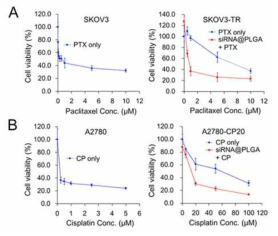 항암내성이 조절된 SKOV3-TR 및 A2780-CP20 난소암에서 감소된 paclitaxel 및 cisplatin의 IC50 값으로 확인된 항암내성 조절 기술