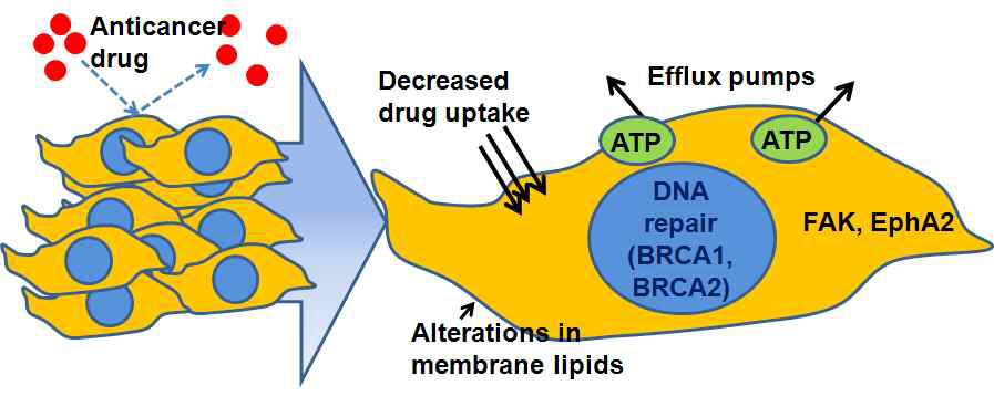 항암화학제 내성 기전