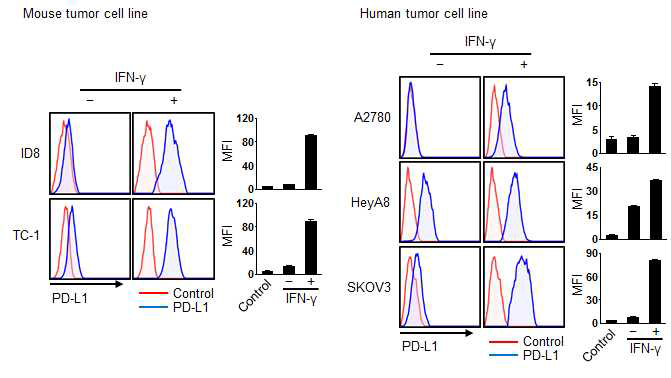 IFN-γ로 자극된 동물 유래 암세포와 인체 유래 암세포에서 PD-L1의 발현