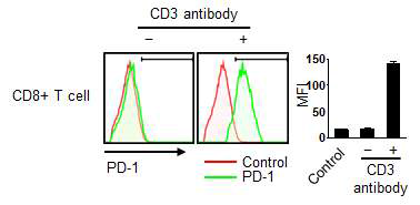 CD8+ T세포에서 CD3 자극에 의한 PD-1의 발현