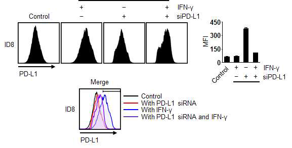 ID8 난소암 세포에서 IFN-γ자극에 의한 PD-L1의 발현 및 PD-L1 siRNA에 의한 PD-L1 침묵효과