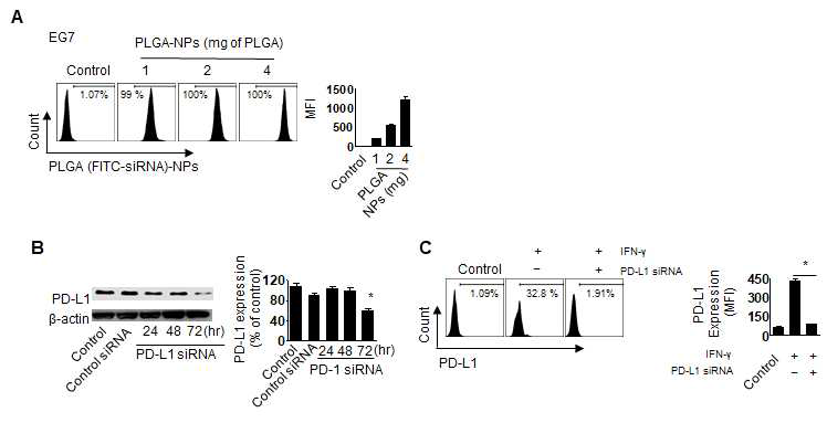 EG7 림포마 세포에서 PLGA 나노입자의 이입률 및 PD-L1 침묵효과