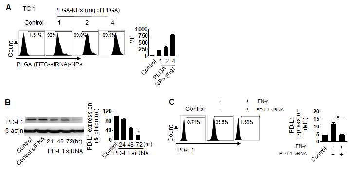 TC-1 세포에서 PLGA 나노입자의 이입률 및 PD-L1 침묵효과