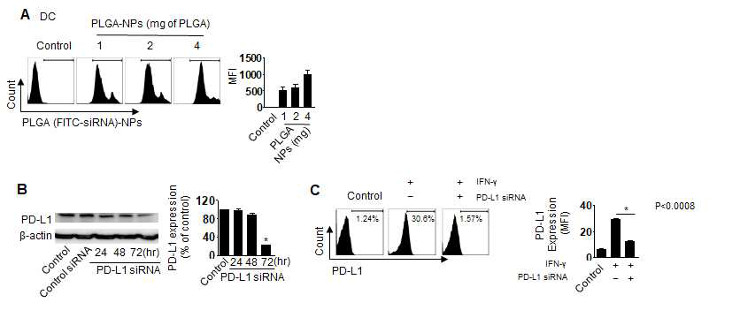 수지상세포에서 PLGA 나노입자의 이입률 및 PD-L1 침묵효과