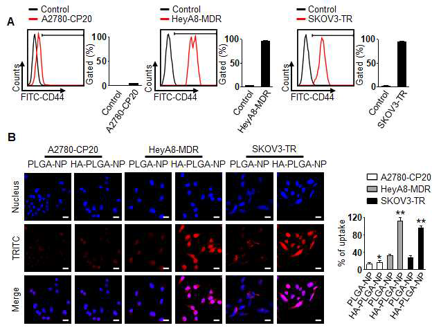 CD44 선택적 나노입자의 이입률 평가