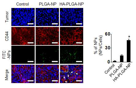 종양조직에서 CD44 매개의 선택적인 나노입자의 전달 능력 확인
