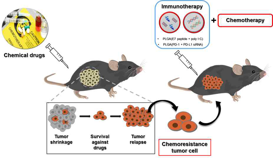 항암제 내성 종양 동물모델 제작과 항암제와 면역치료제 병행치료에 대한 개념도