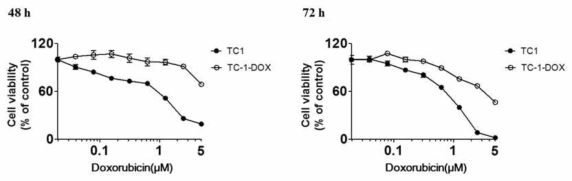 TC-1 종양 세포와 항암제내성 TC-1 종양 세포에서 항암제에 대한 세포독성 효과