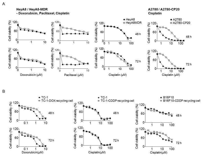 항암제 내성 암종들에 대한 항암제 저항성 확인 (A) Cell viability of HeyA8, HeyA8-MDR, A2780, and A2780-CP20 cells. (B) Cell viability of TC-1 and B16F10 cells