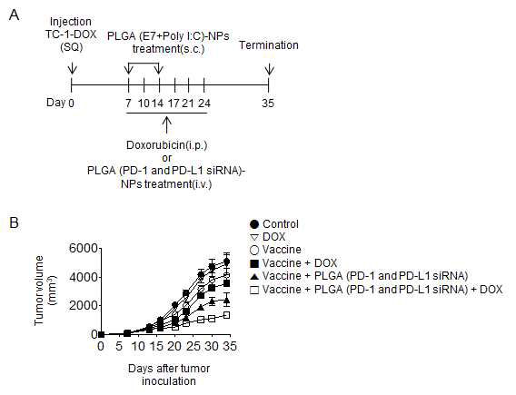 항암제 내성 동물모델에서의 항암효능 평가 (A) Experimental schedule for the treatments.(B),(C) Tumor volume