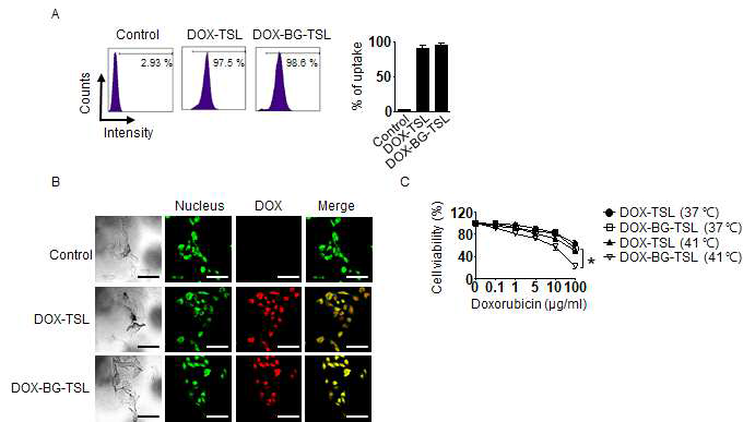 DOX-TSL 및 DOX-BG-TSL의 B16F10 세포 내 전달