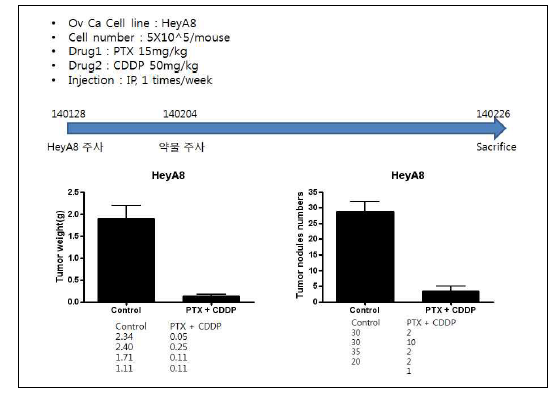 난소암 세포주 HeyA8을 이용한 Paclitaxel-Carboplatin 동물 모델 구축