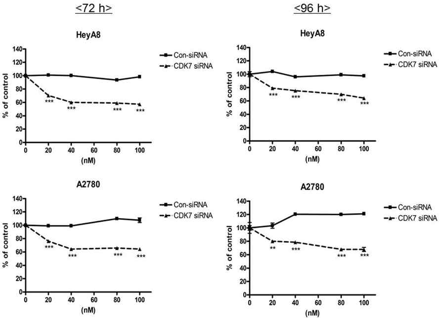 난소암세포주 HeyA8, A2780에서 CDK7 siRNA에 의한 암세포 성장 억제 (MTT assay)