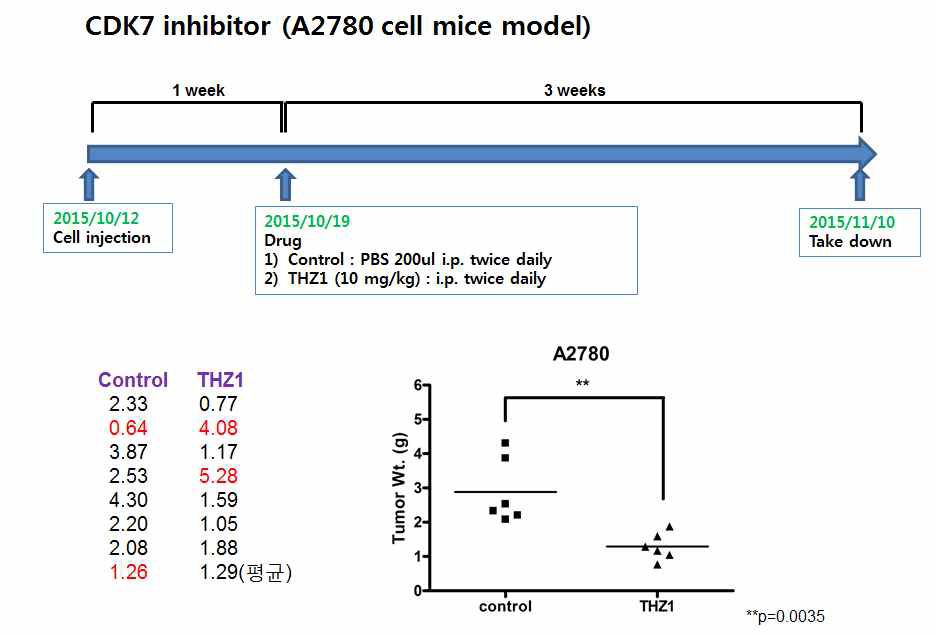 난소암세포주 A2780 동물모델에서 CDK7 inhibitor에 의한 종양 감축 효능 조사