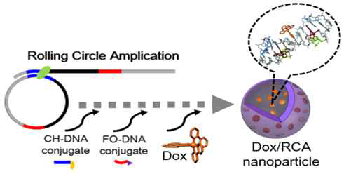 항암화학약제 탑제가 가능한 DNA 나노입자를 이용한 암 억제 기술 모식도