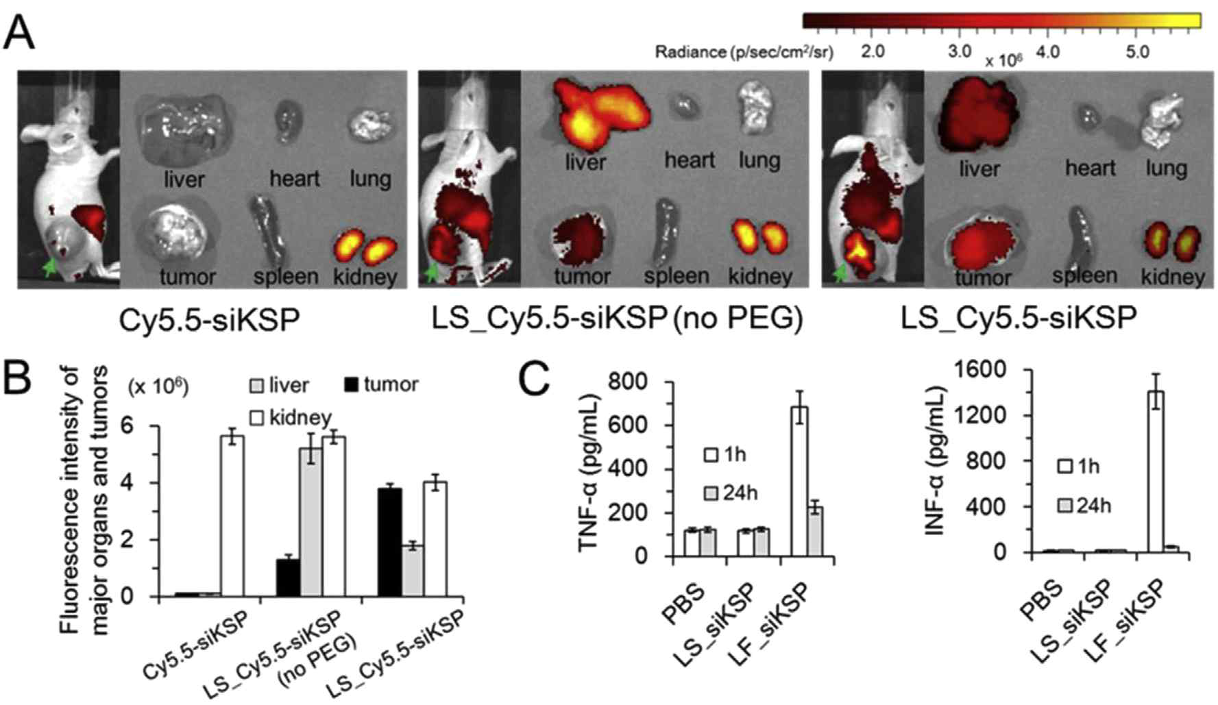 형광표지된 LP_siKSP lipoplexes, non-PEGylated LP_siKSP lipoplexes 및 siKSP를 정맥투여한 SKOV3-bearing mouse에서의 전신 및 ex vivo 형광 이미지 (A, B), ELISA assay를 이용한 mouse serum에서의 TNF-α 및 INF-α 발현 유도 결과 (C)