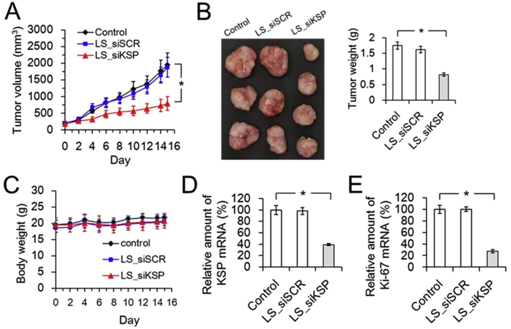 LP_siKSP lipoplexes의 in vivo antitumor effect (A, B), 생체내 무독성을 보여주는 tumor-free ddY mouse에서의 몸무게 무변화 (C), 절제된 종양조직에서 감소된 KSP mRNA (D) 및 Ki-67 mRNA (E)