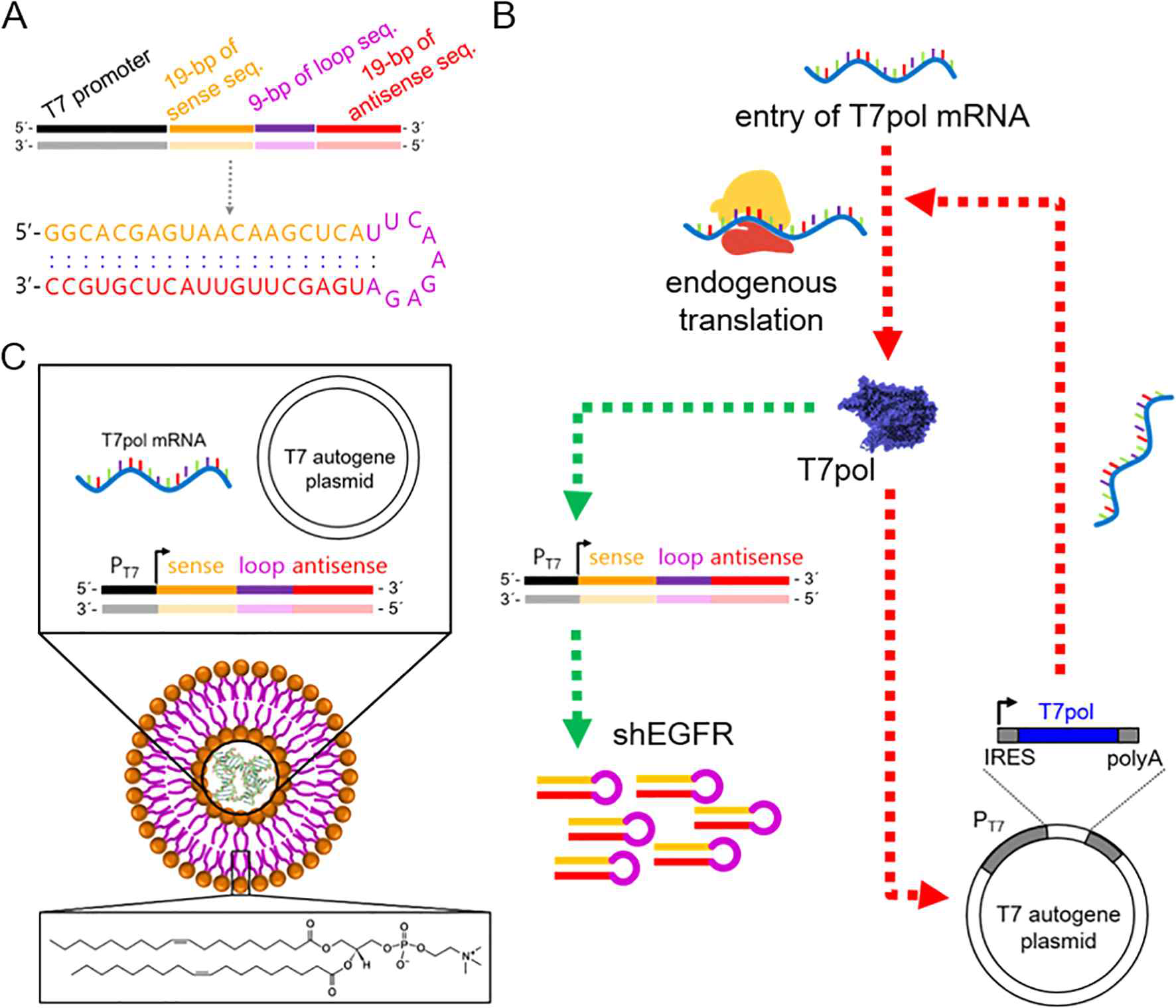 A. pT7/shEGFR DNA template 모식도, 전사된 shEGFR의 2차원적 구조 및 서열. B. EGFR 사일런싱이 가능한 automatic shRNA 증폭 시스템(ARA) 작동 모식도. C. DOPC 리포좀 전달체 모식도