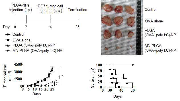 수지상세포 선택적 항원전달에 의한 항암면역치료 효능평가