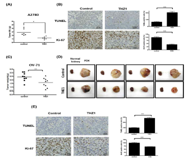 Effect of CDK7 inhibitor from THZ1 with cell line xenograft and patient-derived xenograft models