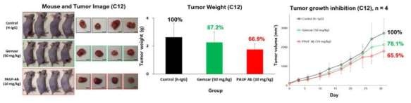 췌장암환자 유래 종양 이소 이종 이식 모델에서 hPMAb22의 종양 성장 억제 효능 (Case12)