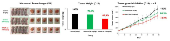 췌장암환자 유래 종양 이소 이종 이식 모델에서 hPMAb22의 종양 성장 억제 효능 (Case16)