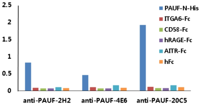 항-PAUF 마우스 단일클론항체의 PAUF에 대한 결합 특이성
